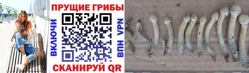 как найти закладки  Сольвычегодск  Галлюциногенные грибы прущие грибы 